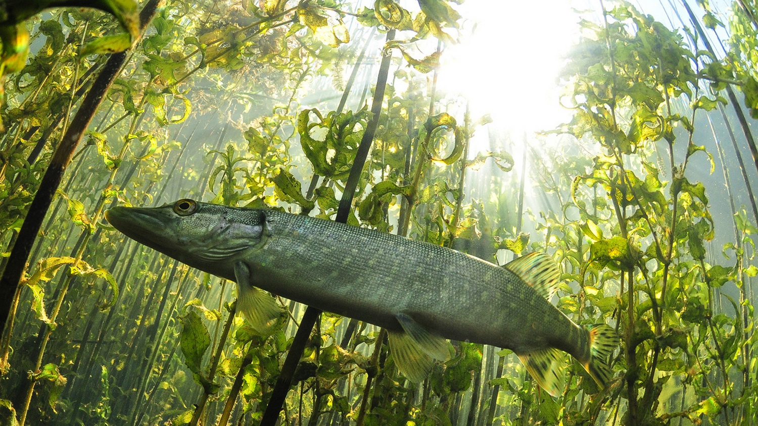 (Esociformes Bleeker, 1859) Отряд Эсоциформес, Щукообразные, Order